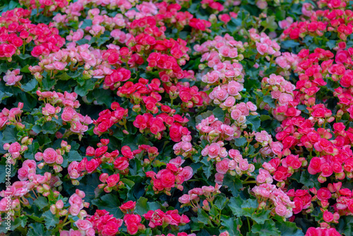 Billede på lærred Selective focus of multicolour flowers Elatior Begonia in the garden, The Elatio