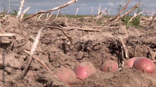 Close up of a few just picked red skinned potatoes on the ground. Close-up of freshly dug potatoes, covered in soil, resting in the earth. 
