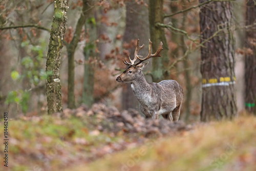 Fototapeta Naklejka Na Ścianę i Meble -  Daniel (Dama dama), fallow deer