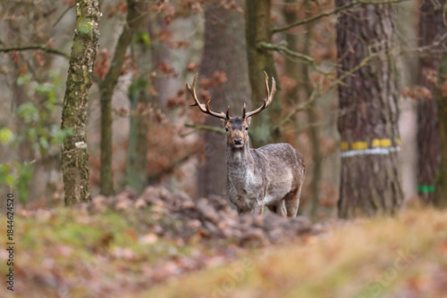 Daniel (Dama dama), fallow deer