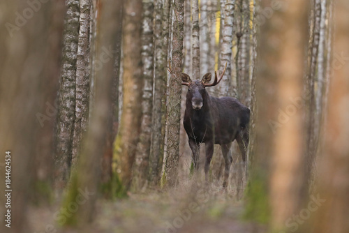Łoś (Alces alces) moose