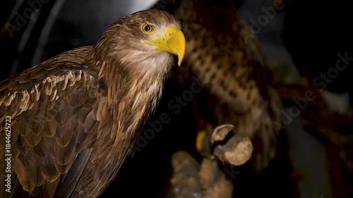 White-tailed eagle (Haliaeetus albicilla) in an aviary.