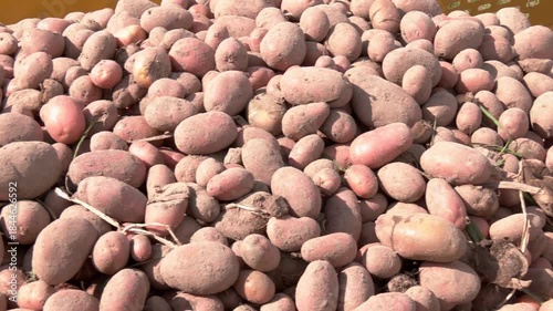The potato belt conveyor moves the potatoes into the container. Close-up. Agricultural potato harvest