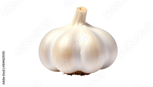 Isolated bulb of garlic, white outer skin with a papery texture, against a black background