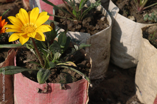 Gazania rigens flower on pot in farm