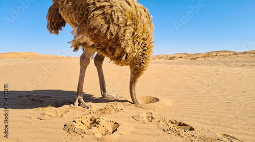Curious ostrich with head in sand on sunny desert landscape, exploring sandy terrain with footprints and distant dunes