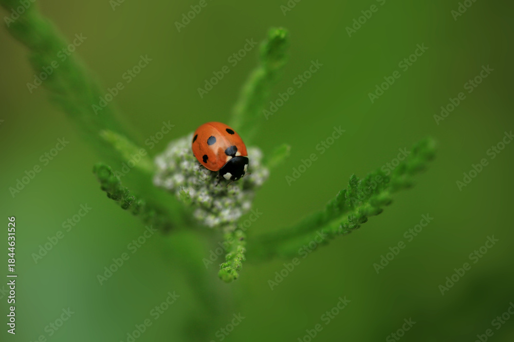 Fototapeta premium Red ladybug sitting on plant