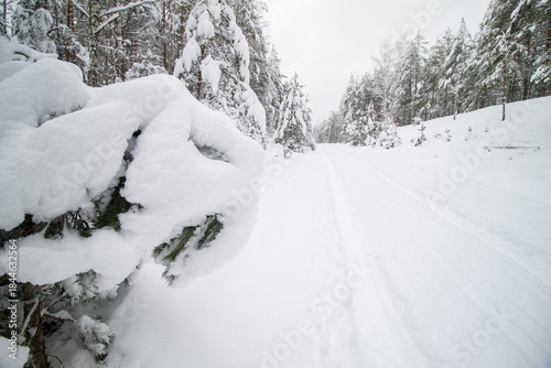 Snow-Covered Pine Branch Resembling a Monster’s Face Beside Winter Forest Road
