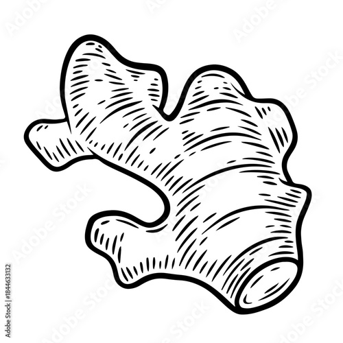 Hand drawn ginger root, monochrome engraving, line art style vector illustration isolated on white background