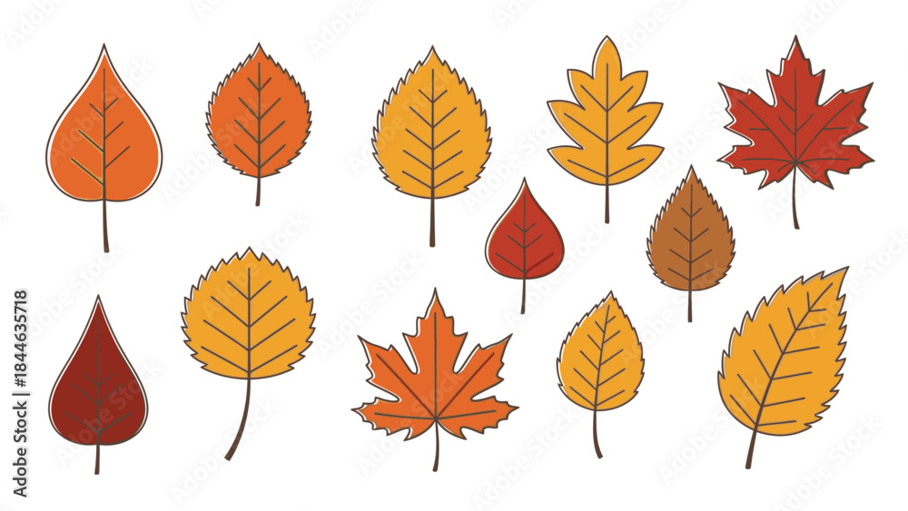 Obraz premium Isolated colorful collection of natural autumn maple and oak leaves vector set