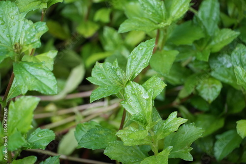 Wallpaper Mural Lush green leaves glistening with fresh rainwater offer a vibrant natural background for design projects Torontodigital.ca