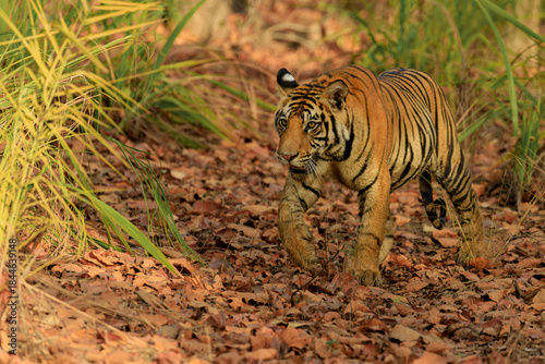 Bengal tiger in the grass