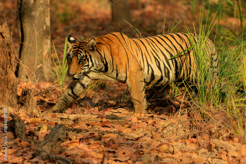 Photography Bengal tiger in the grass