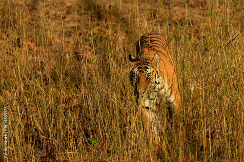 Photography Bengal tiger in grass