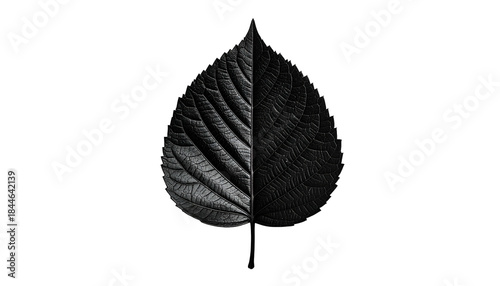 A symmetrical leaf, split vertically, showcasing light and dark textures against a black background