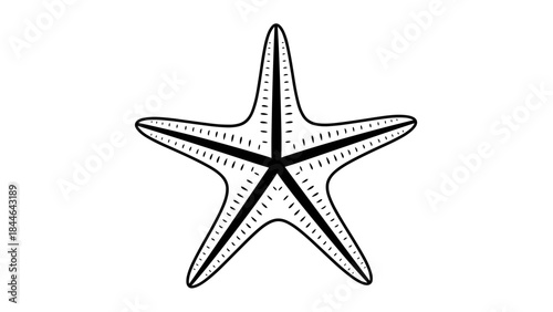 Black and White Starfish Illustration on White Background.