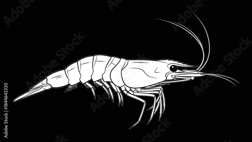 Detailed illustration of a shrimp on a black background.