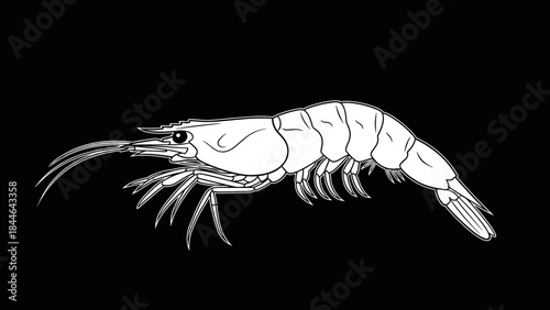 Detailed Line Art Illustration of a Shrimp on a Black Background.