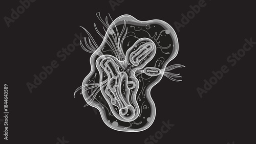 Microscopic view of a singlecelled organism amoebalike with internal structures visible against a dark background representing biological life at a cellular level.