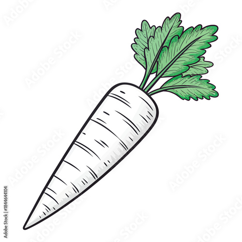 Hand-drawn illustration of a white radish with green leaves