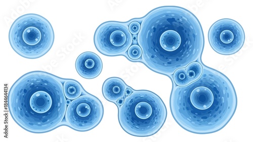 Detailed Vector Illustration of Biological Cells (Cell Division/Microorganisms)