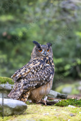 Eurasian eagle owl is looking at the camera. Portrait in wildlife. Vertically. 