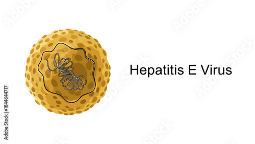 Illustration of a structural representation of the Hepatitis E Virus (HEV), the cause of Hepatitis E disease which is transmitted through the fecal-oral route.