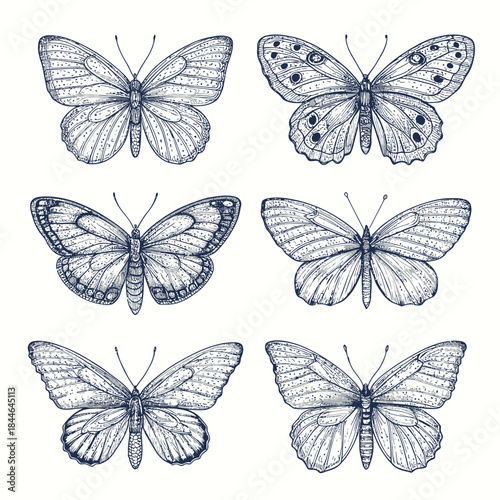 Six Detailed Hand- Drawn Butterfly Illustrations butterflies