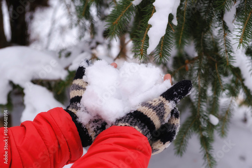 Hands in striped woolen mittens and a red jacket hold fresh snow against the background of a snow-covered spruce. Winter games and outdoor recreation. Close-up, snowflakes, cold, winter