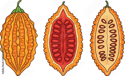 Bitter melon vector illustration set with whole and sliced cross section views, detailed organic vegetable food design