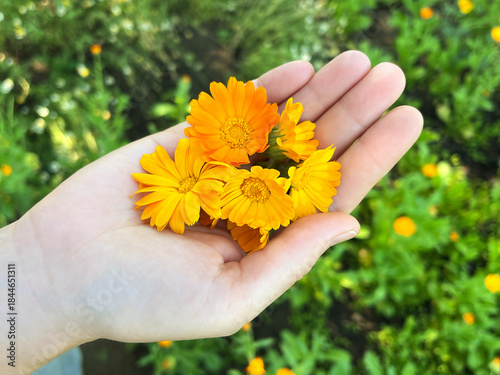 Vibrant Calendula Flowers Held in a Palm