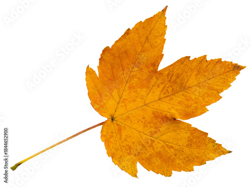 orange autumn maple leaf without background