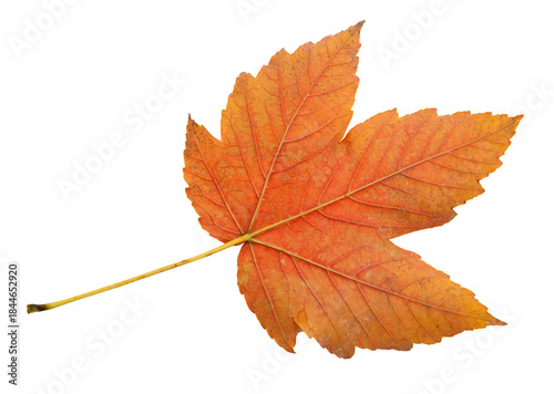 orange autumn maple leaf without background