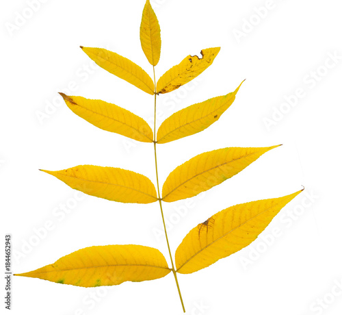 orange autumn leaves without background