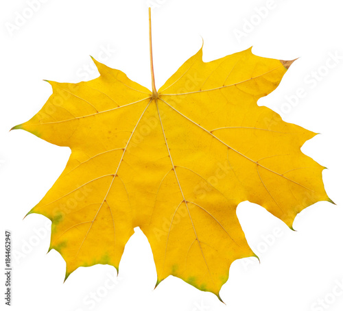 yellow autumn maple leaf