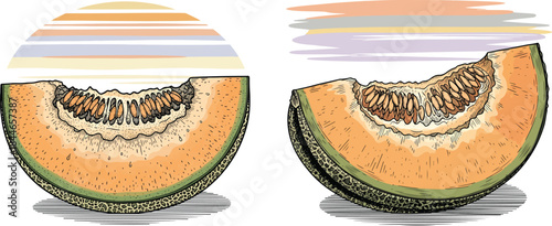 Mediterranean Melon Slice Cantaloupe Style Vintage Botanical Engraving Vector Illustration Set Isolated