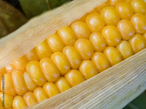 Mature ears of maize with rows of kernels and husks, close up