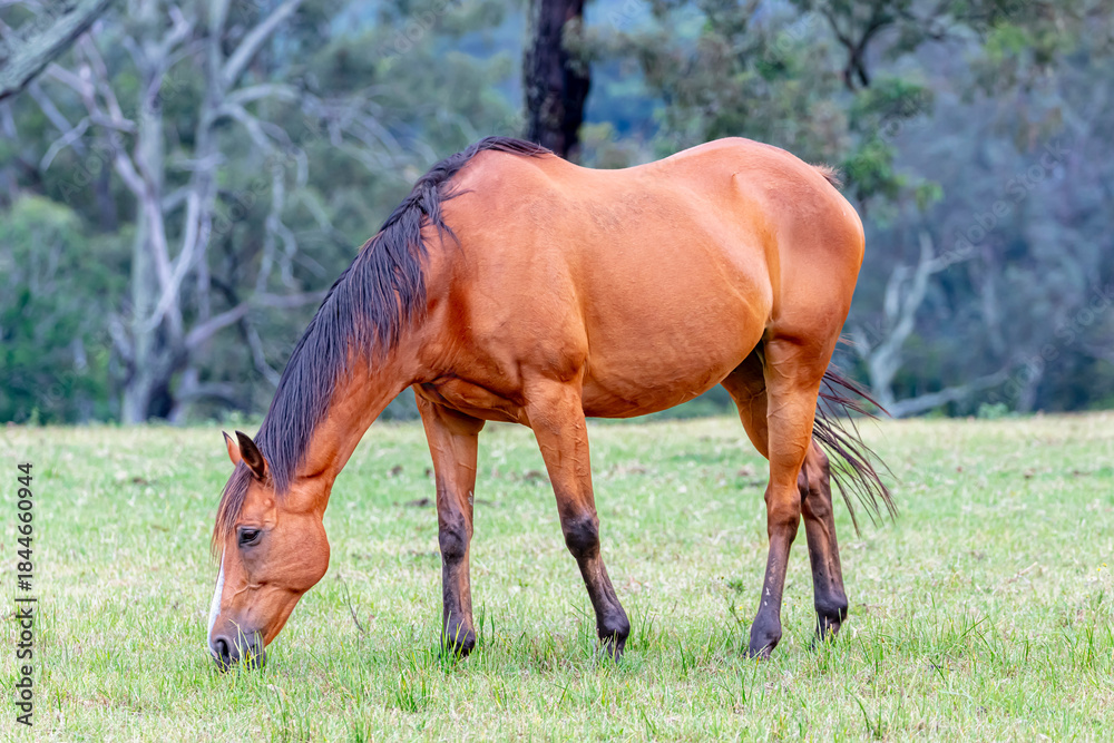 Fototapeta premium Photograph of a large brown horse grazing on grass in an agricultural paddock on a sunny summer day in regional Australia.