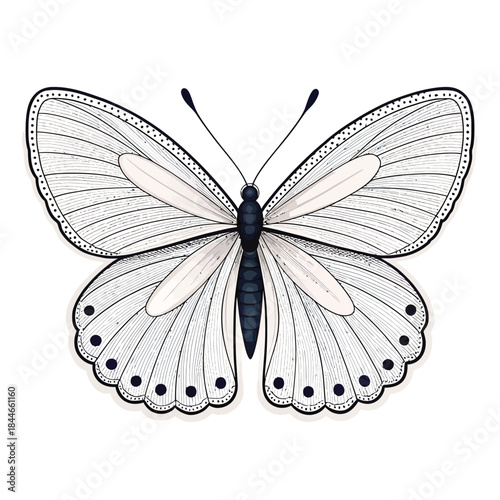 Delicate white butterfly with detailed wing patterns on white background