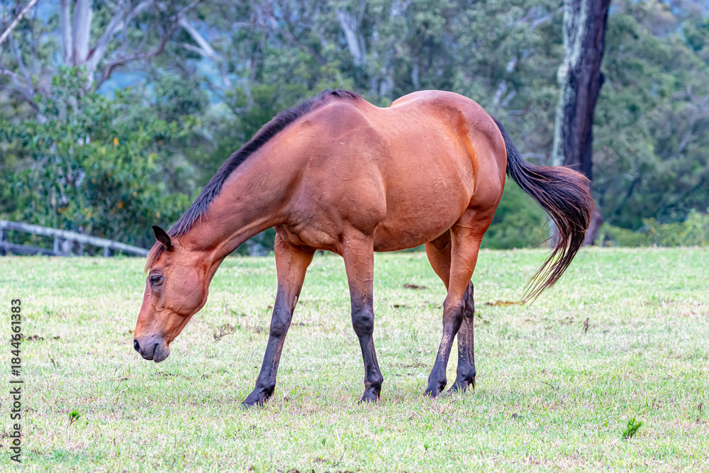 Fototapeta premium Photograph of a large brown horse grazing on grass in an agricultural paddock on a sunny summer day in regional Australia.