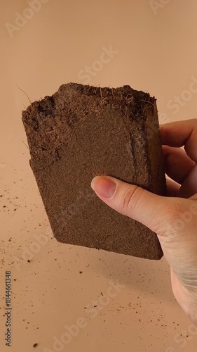 A block of dry pressed coconut substrate in a woman's hand on a pink background. Soil for seedlings, flowers, for terrariums, for reptiles