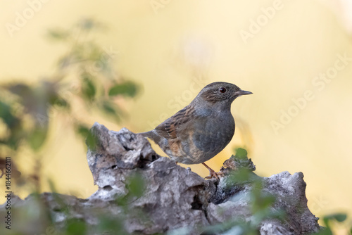 Dunnock (Hedge Accentor) Bird Perched on a Tree Root Against a Yellow Bokeh Background