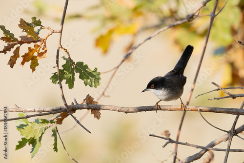 Male Sardinian Warbler (Sylvia melanocephala) Perched on a Branch in Oak Tree