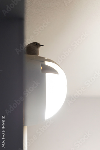 Young Black Redstart (Phoenicurus ochruros) Silhouette on Light Fixture with High Contrast