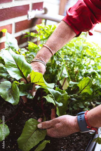 Senior woman's hands tending vegetables in small urban garden