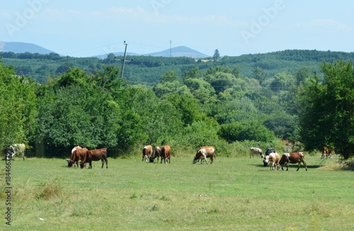 Many cows are grazing in the meadow