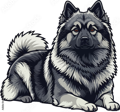 Keeshond dog lying down relaxed resting with head raised