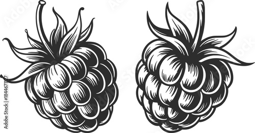 Raspberry Fruit Line Art Illustration Black and White.