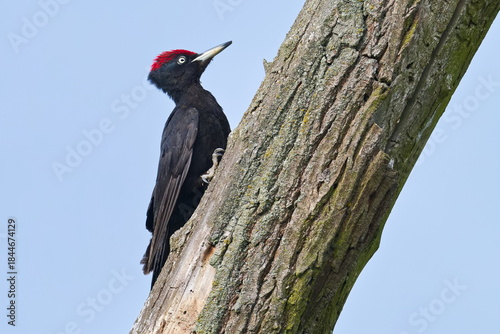 Foto Schwarzspecht (Dryocopus martius) in der Morgensonne