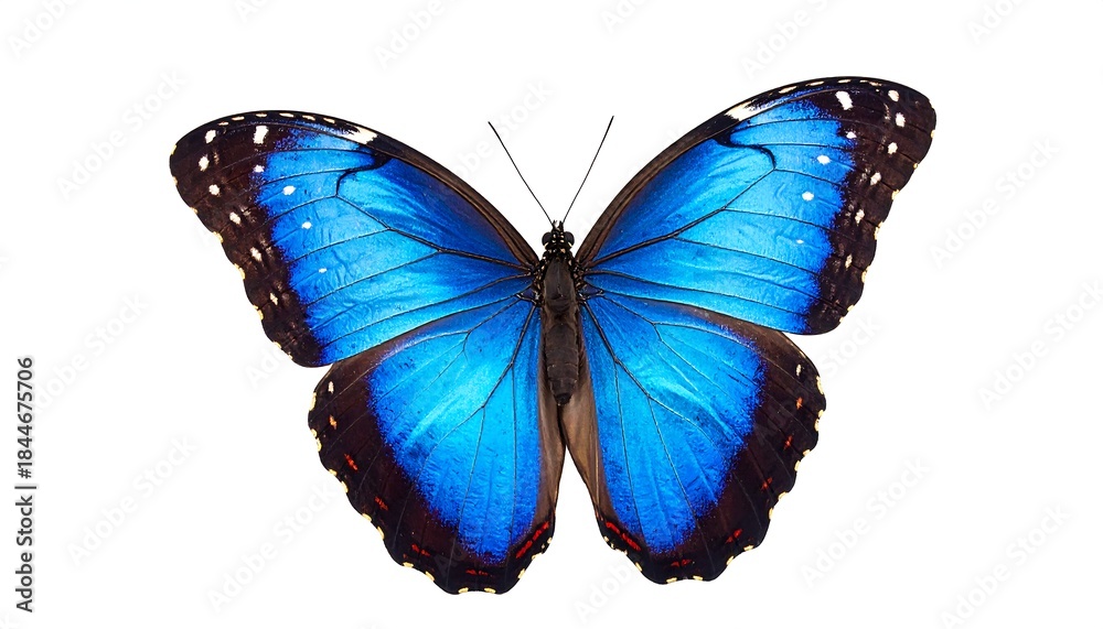 Obraz premium Vibrant blue butterfly on white background